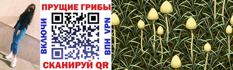 Купить  Новая Ладога  Галлюциногенные грибы Magic Shrooms 